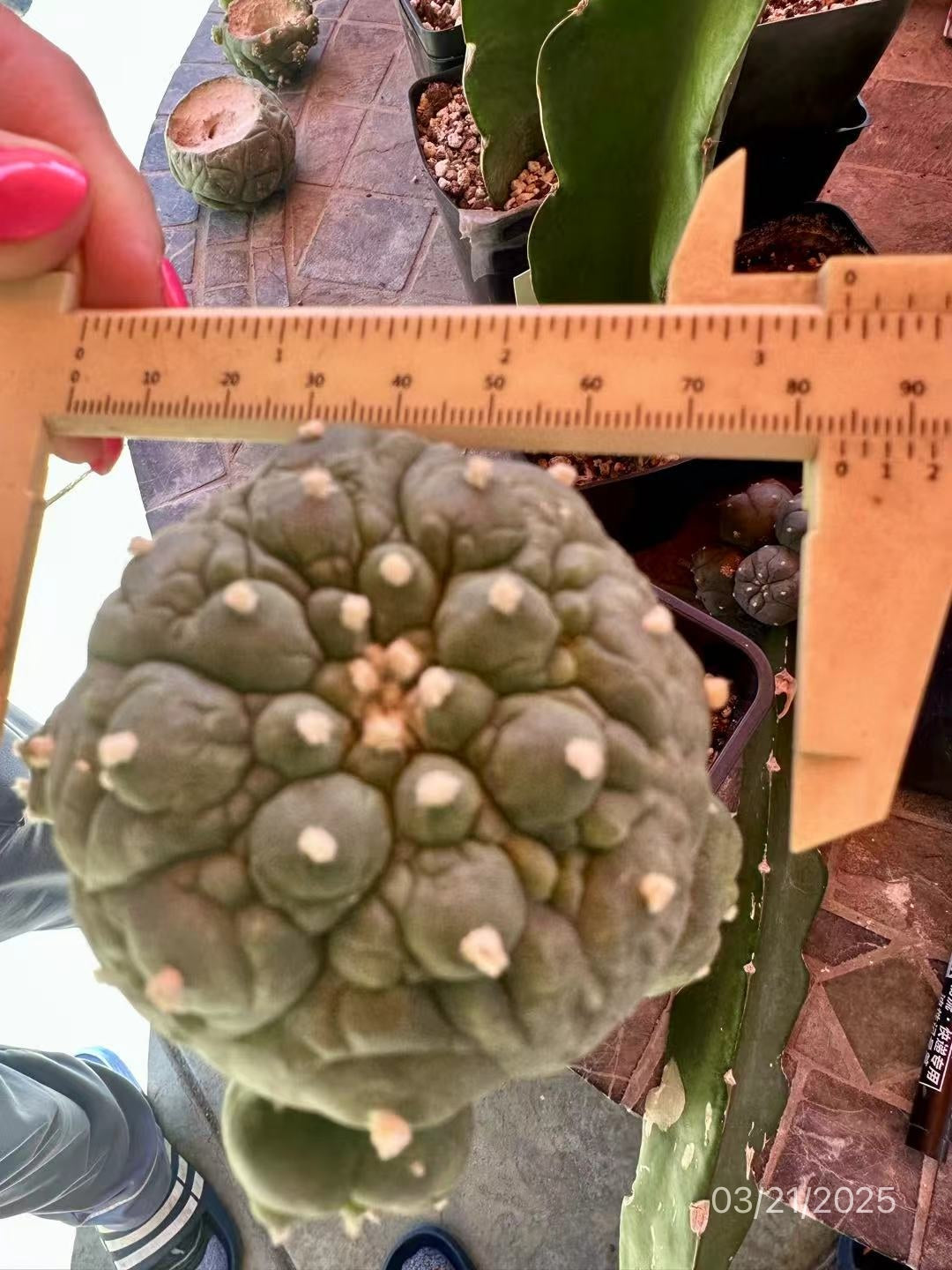 8 CM Grafted Lophophora Fr, Wrinkle Style w/Big Sides