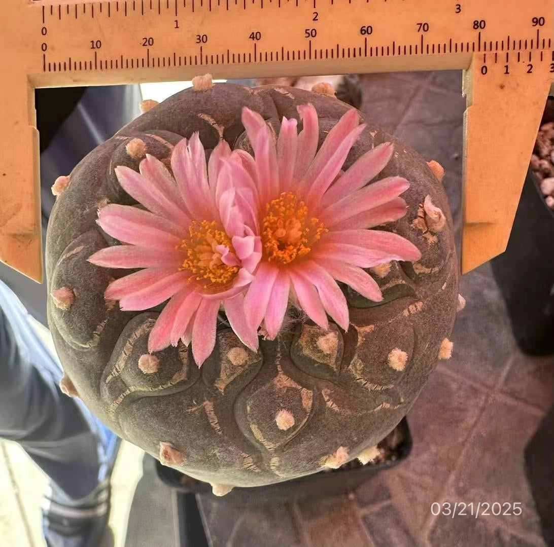 8.1 CM Grafted Lophophora Fr, Currently Blooming Pink Flowers