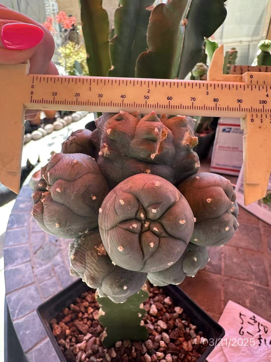 Rare Beauty! 7 Rib Huizache, 9 CM Grafted, Multiple Heads