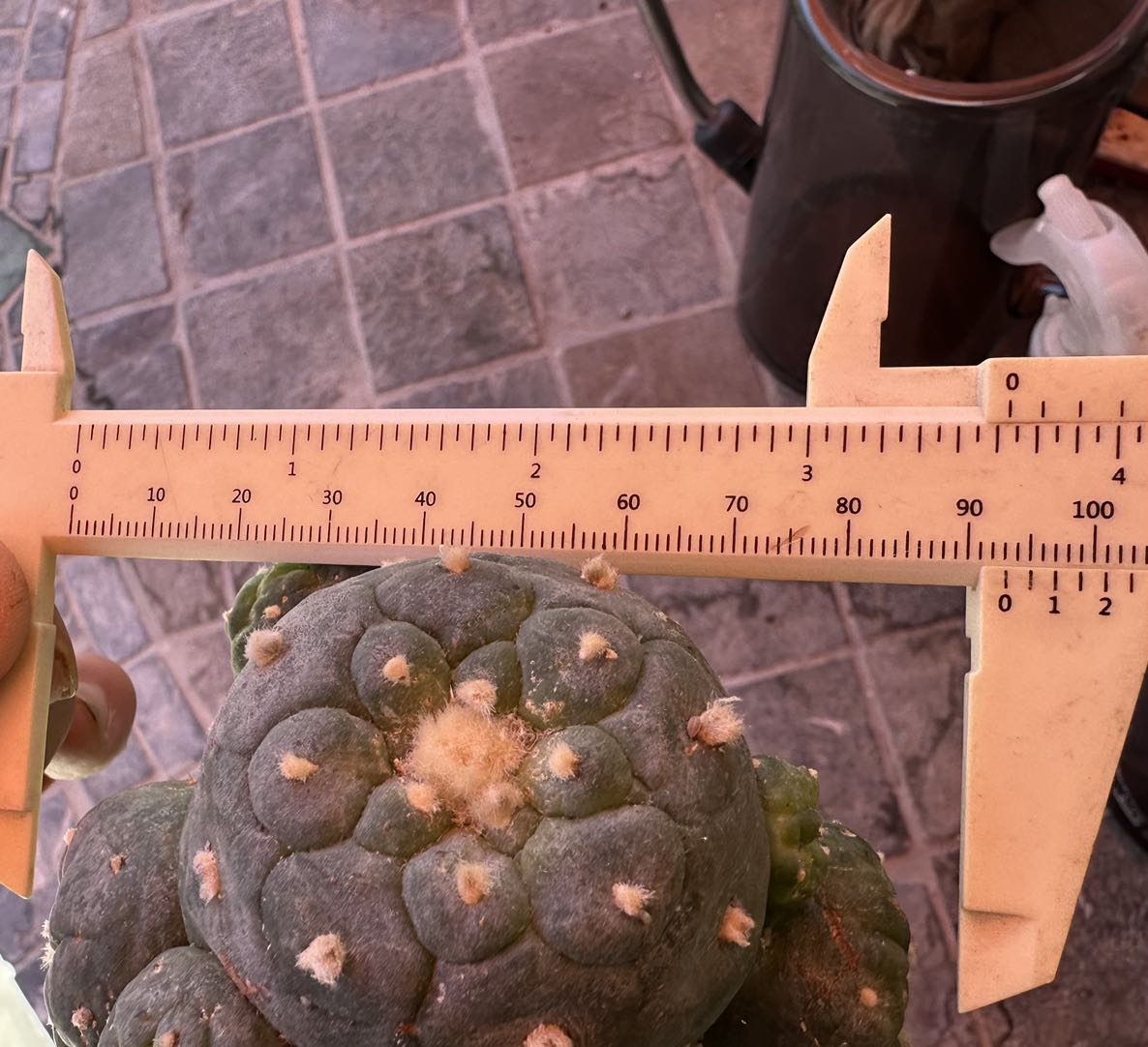 Grafted Huge 9.0 CM, Rare Succulent Cactus with Multiple Heads