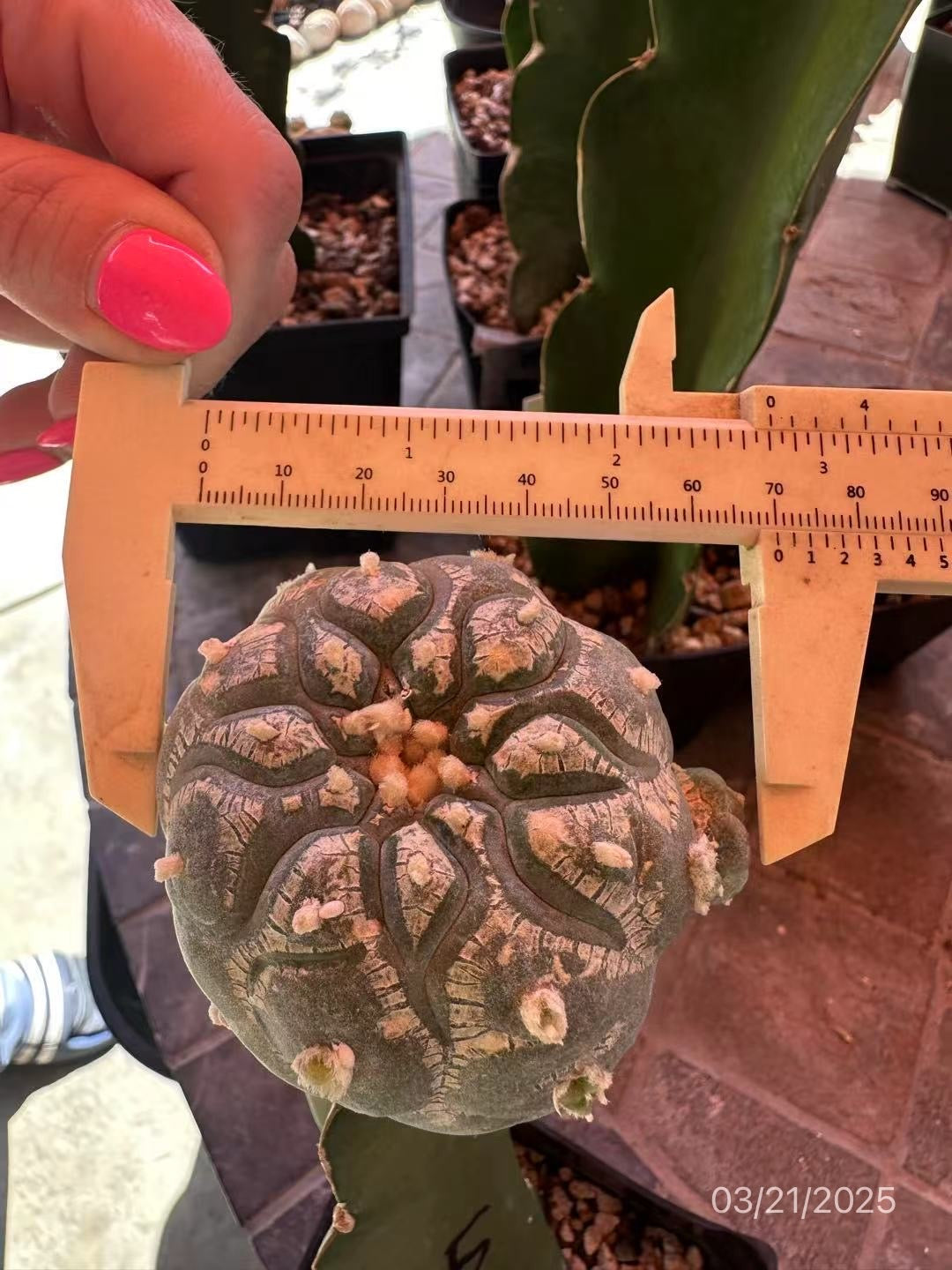 7 CM Grafted Lophophora Fr