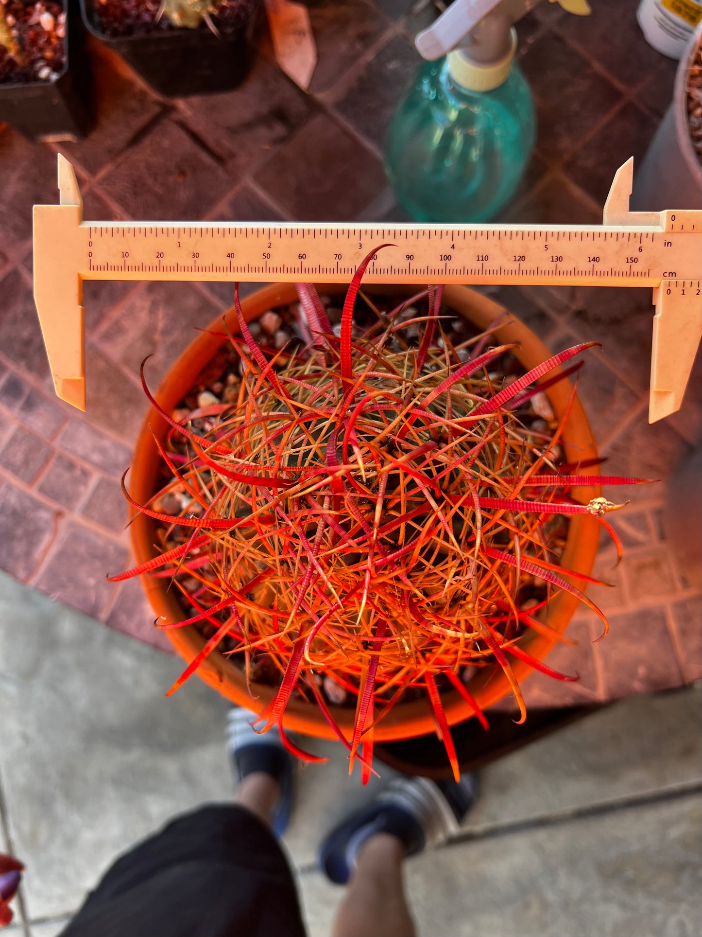 California Barrel Cactus