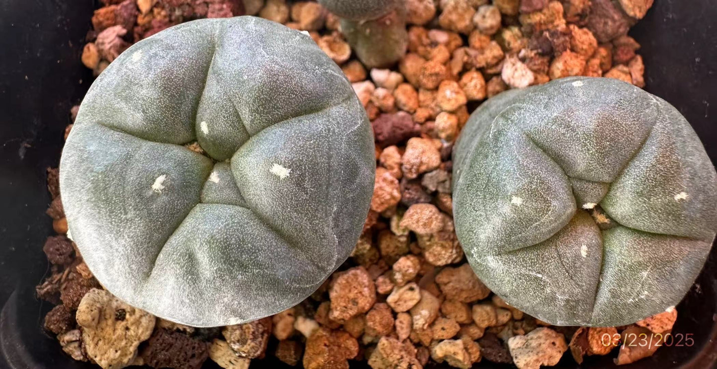 Two Lophophora Huizache, Seed Grown, 3 CM Diameter