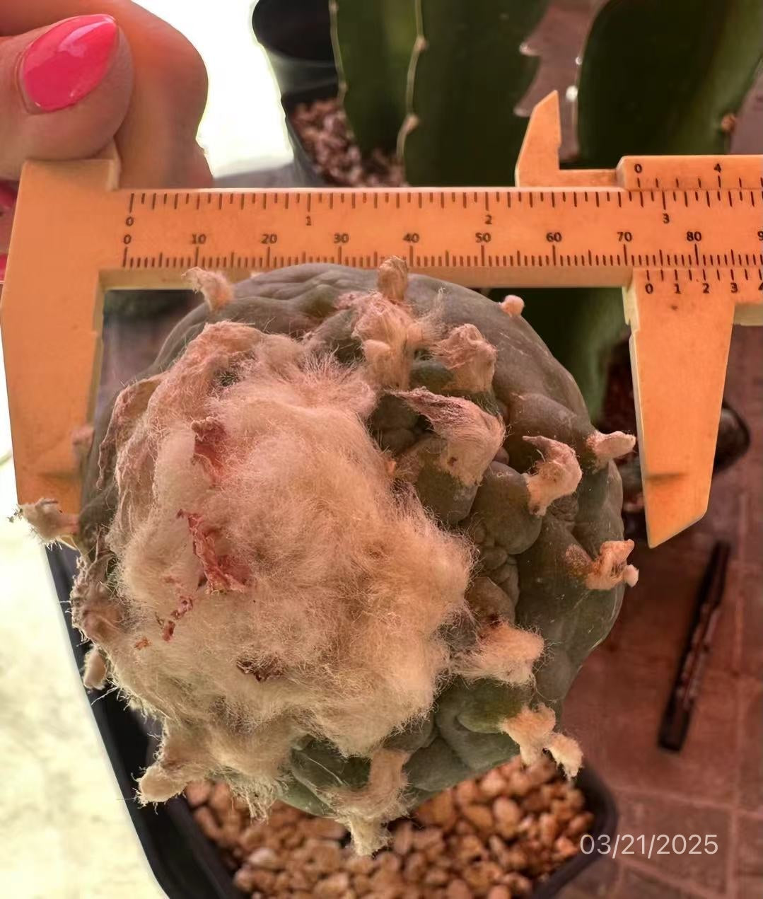 8.1 CM Grafted Lophophora Williamsii, Long Hair Style