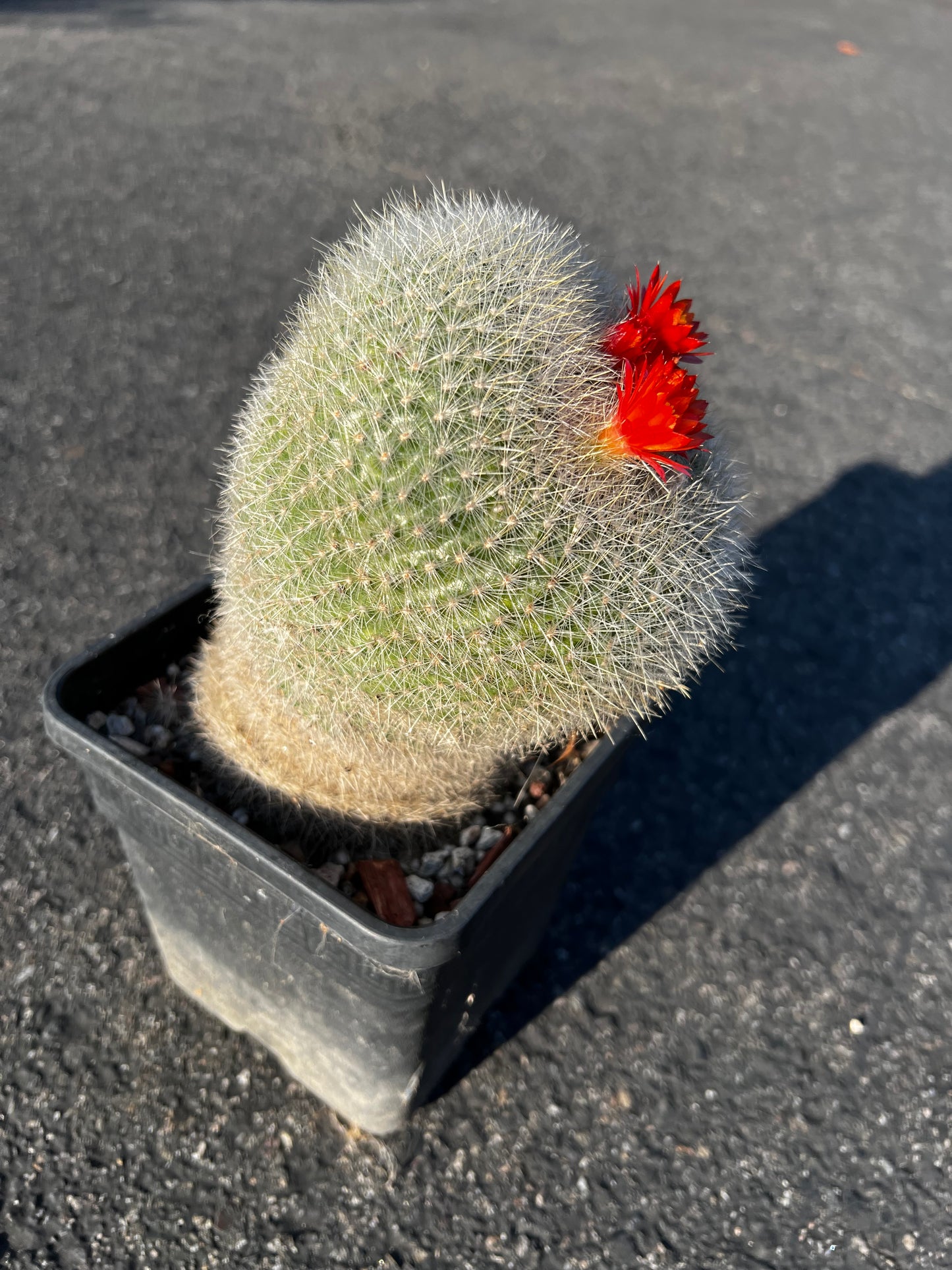 Red Crown Cactus, 5.5 Inch