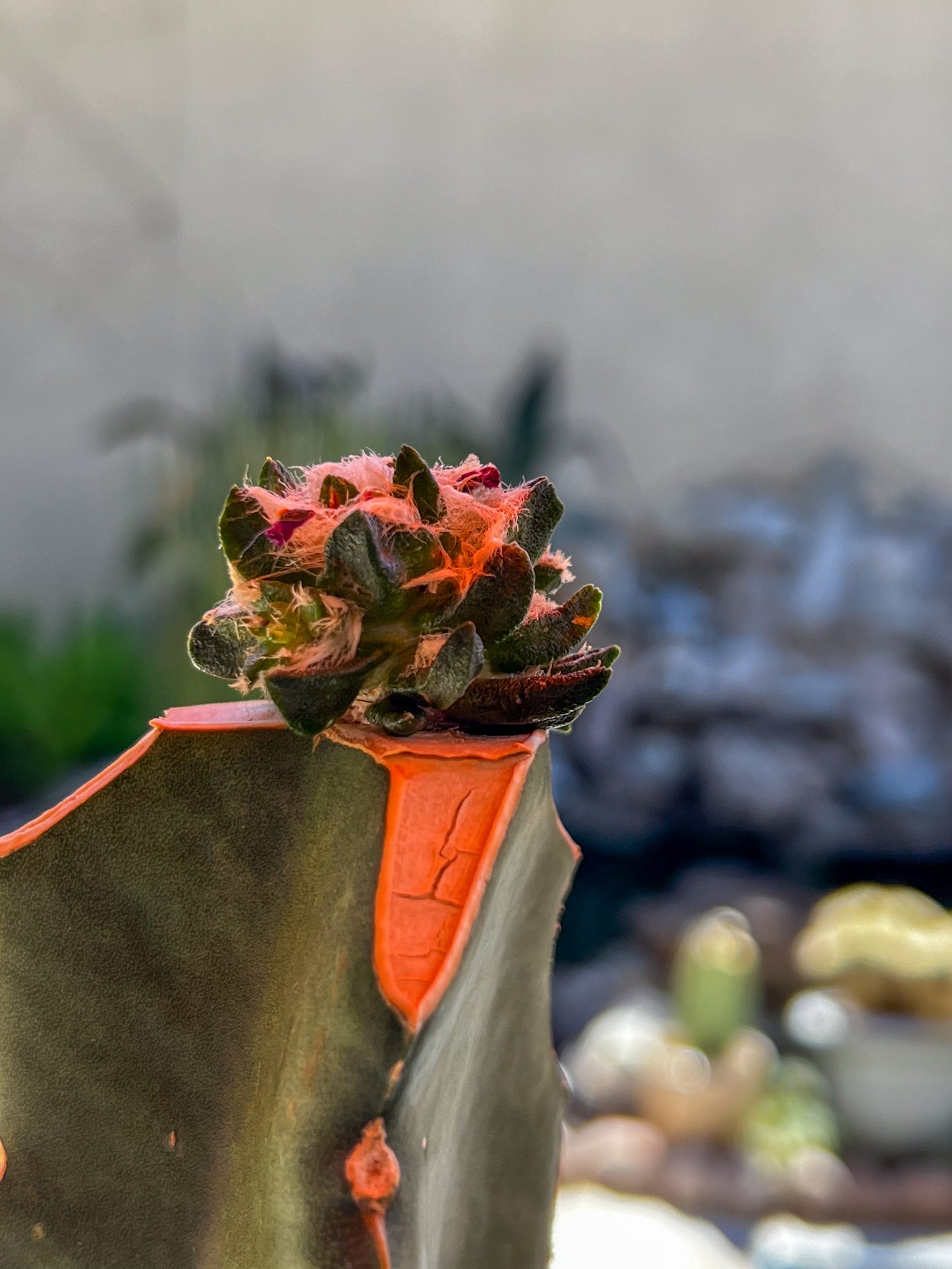 4.0 CM Grafted Ariocarpus Scapharostrus, Short Tubercle Form