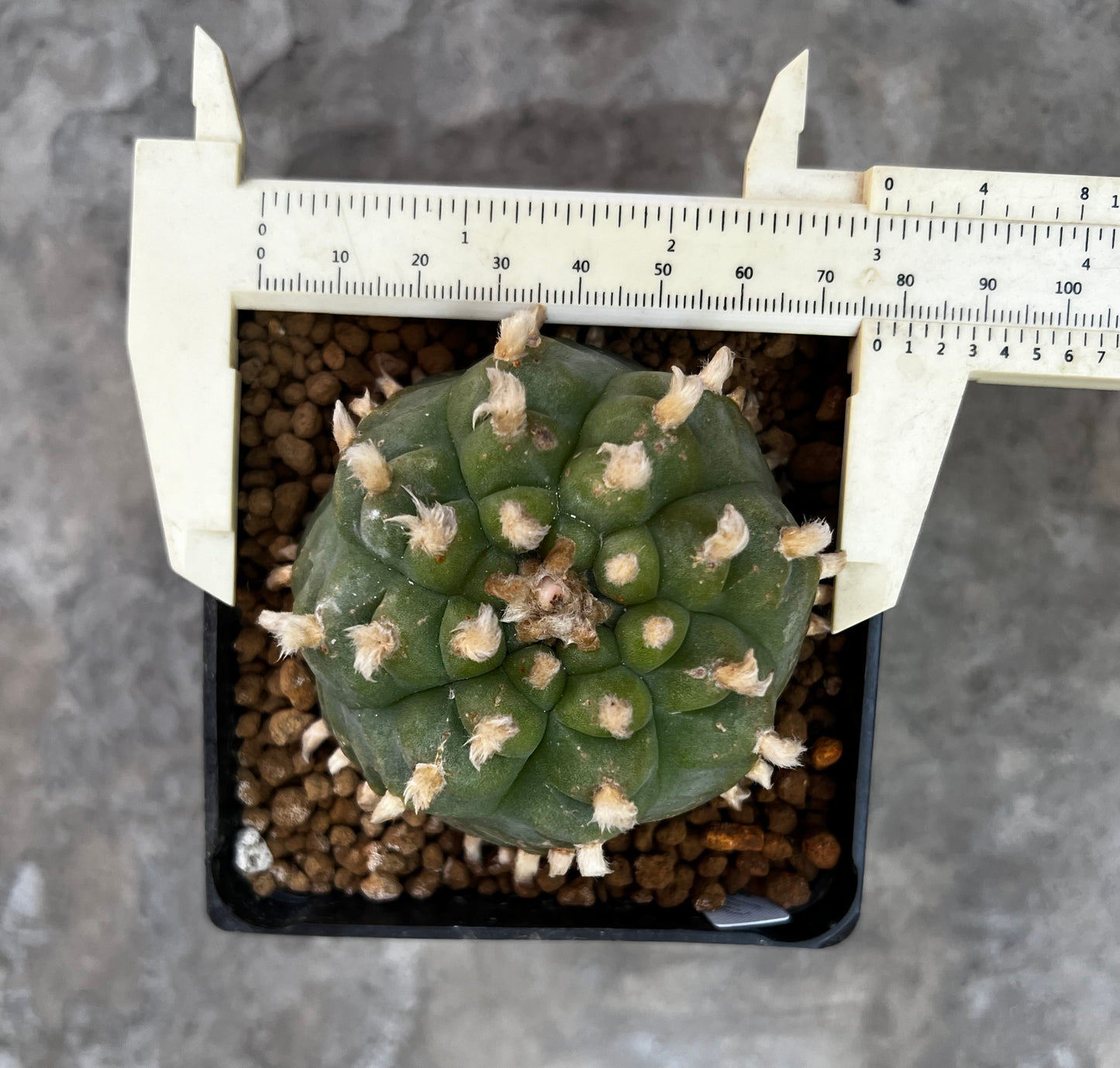 Rare DeGrafted Lopho Huizache, 7.7 CM