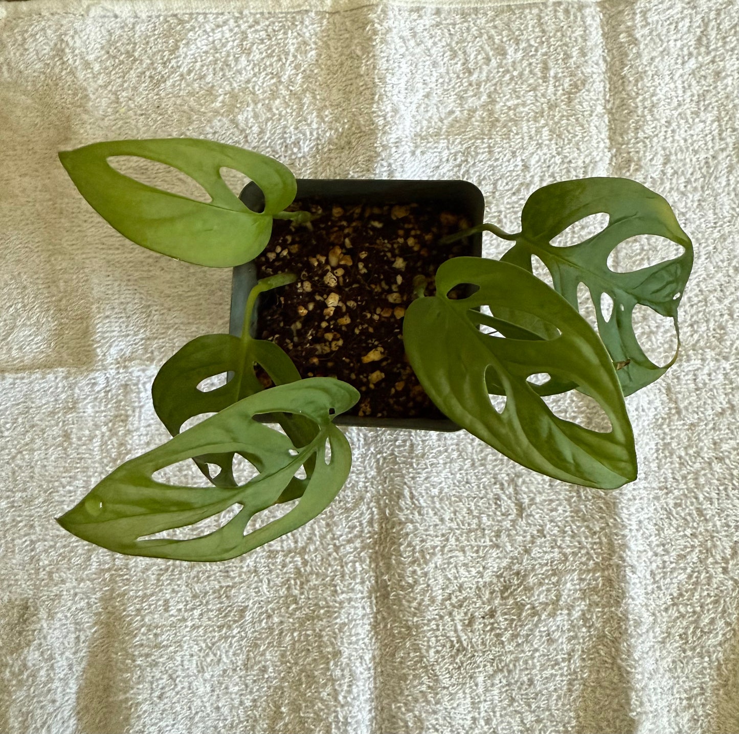 Monstera Adansonii (Swiss Cheese)