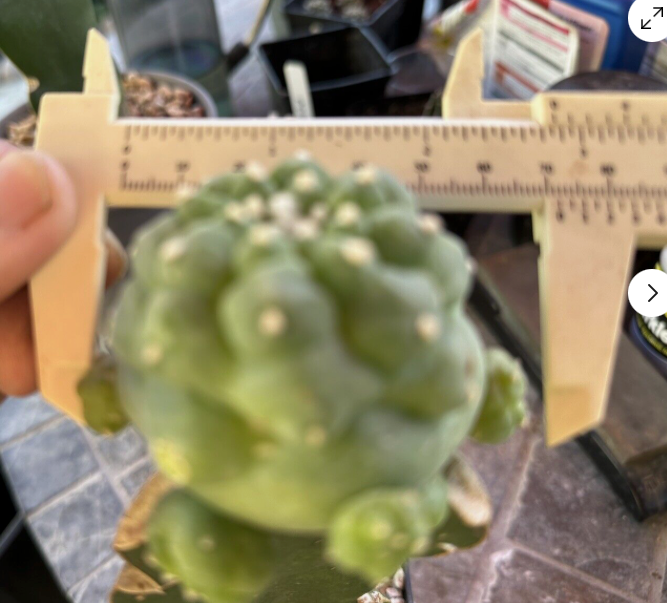 Grafted 7 CM, Huizache Single Head with 5 Big Sides