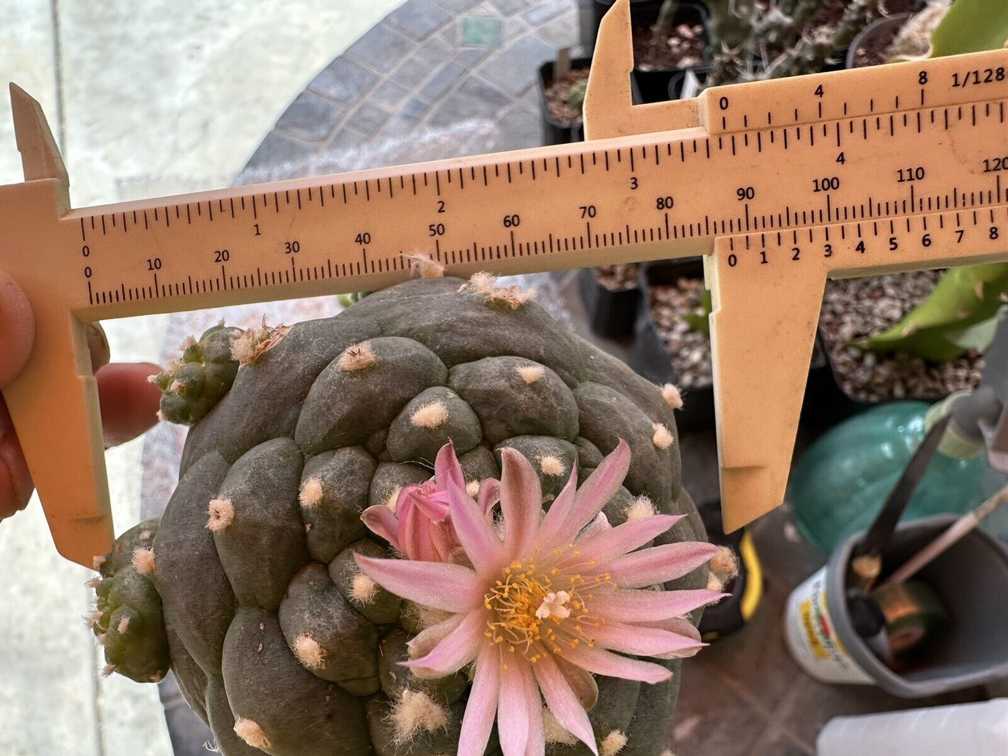 Grafted 8.8 CM, Single Head