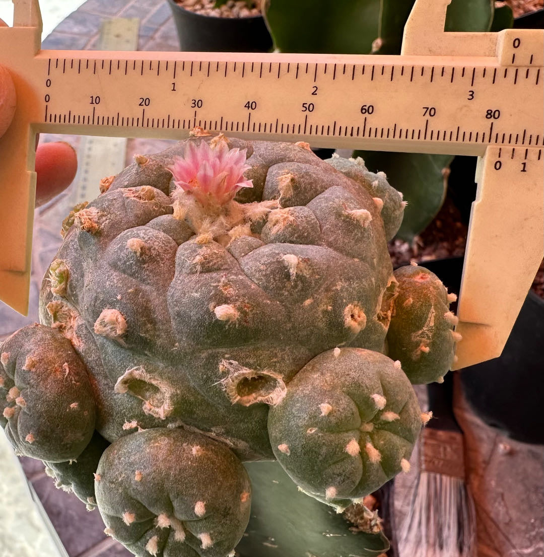 Rare Succulent Cactus, 3.25 Inch Wide, Single Head with Big Sides