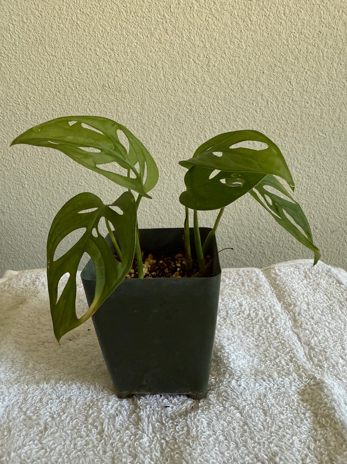 Monstera Adansonii (Swiss Cheese)