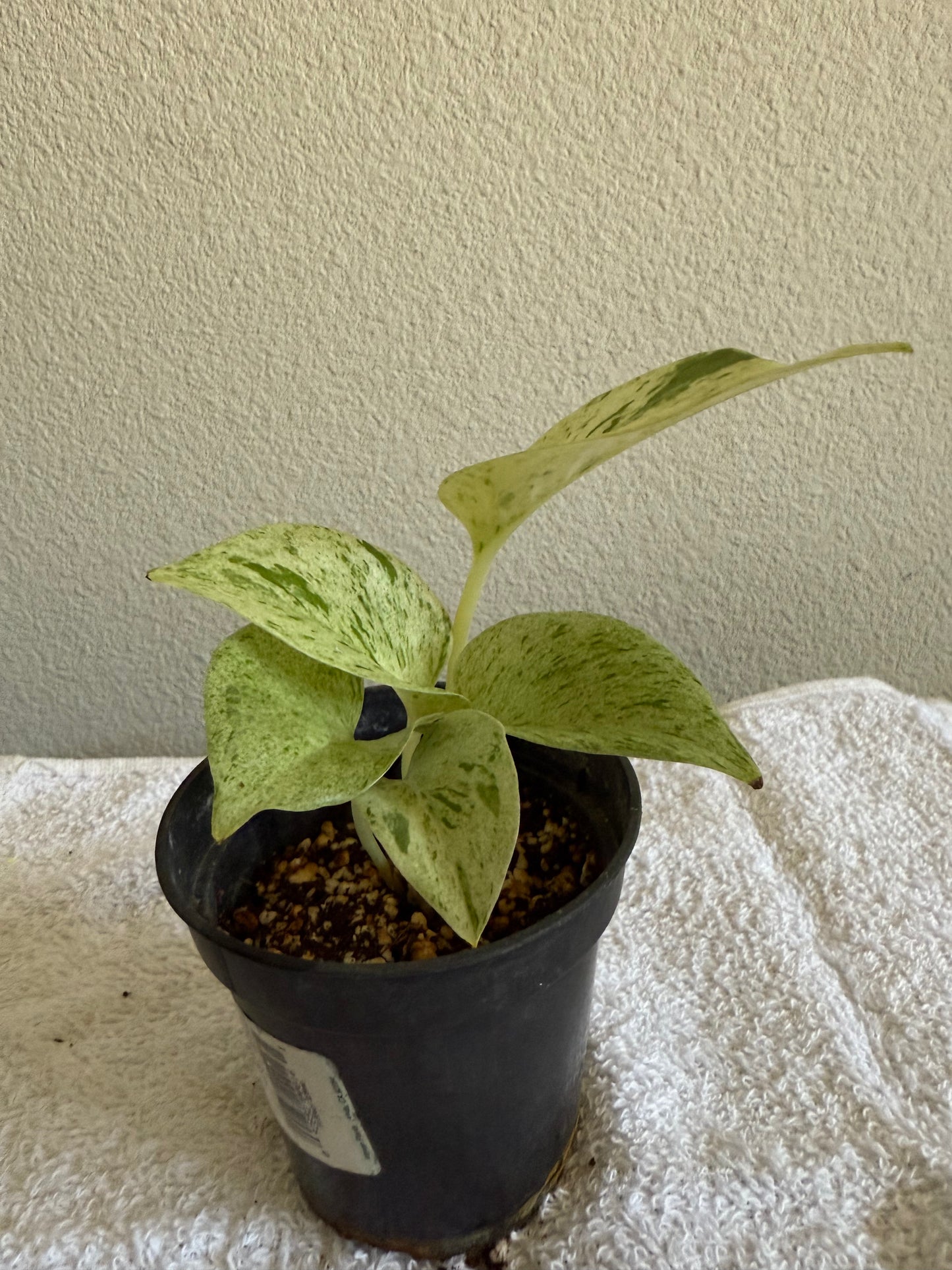 Epipremnum Aurenum Rooted Starter Plant