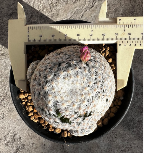 Mammillaria Humboldtii, 7 CM