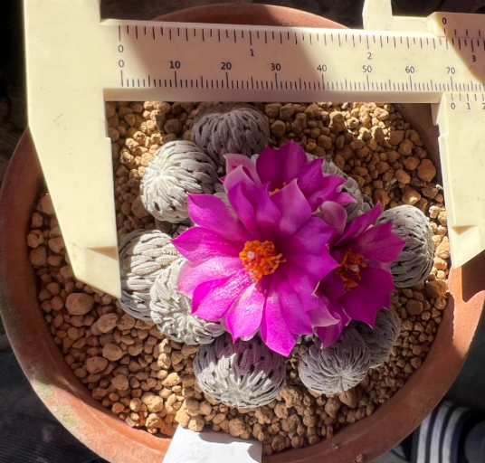 Pelecyphora Aselliformis Multiple Heads Cactus, 7 CM