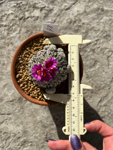 Large Pelecyphora Aselliformis, 7 CM