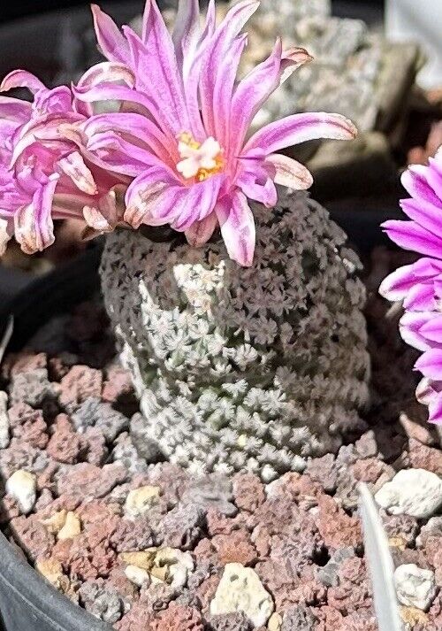 Turbinicarpus Valdezianus (1pcs), 3.2 CM