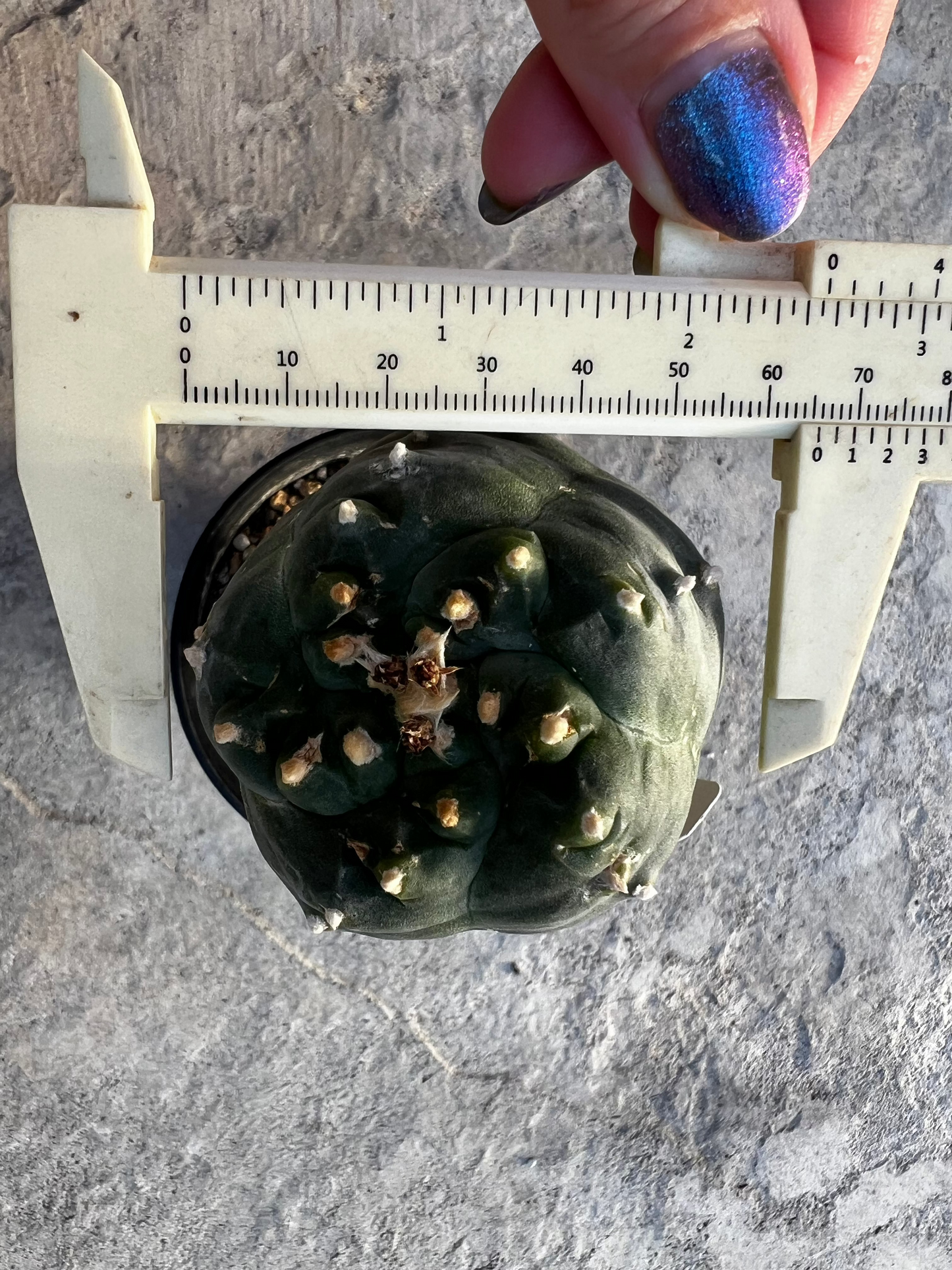 6.0 CM, Grafted Lophophora Huizache