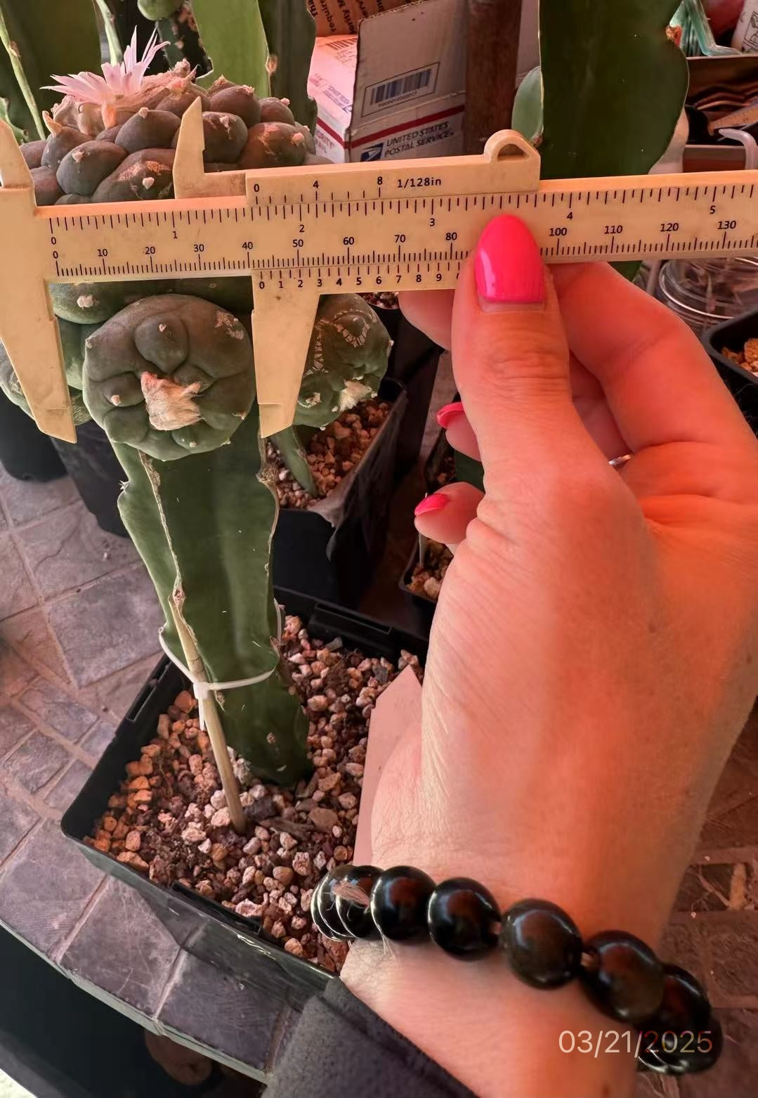 12.5 CM Grafted Lophophora Fr, Large Tubercle Style w/4 Big Heads