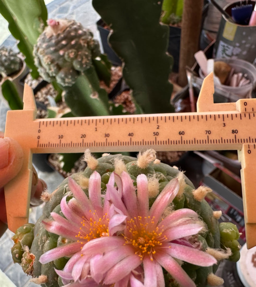 Grafted Huizache 8.5 CM, Rare Succulent Cactus, Head, Pink Blooms