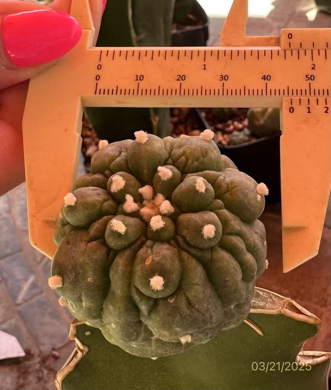 4.5 CM Grafted Lophophora Fr, Wrinkle Style, Single Head