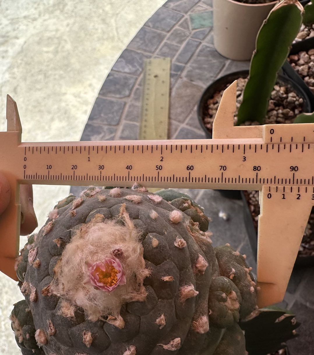 Grafted 3.5 Inch Lophophora, Single Head with Big Sides, Rare Cactus