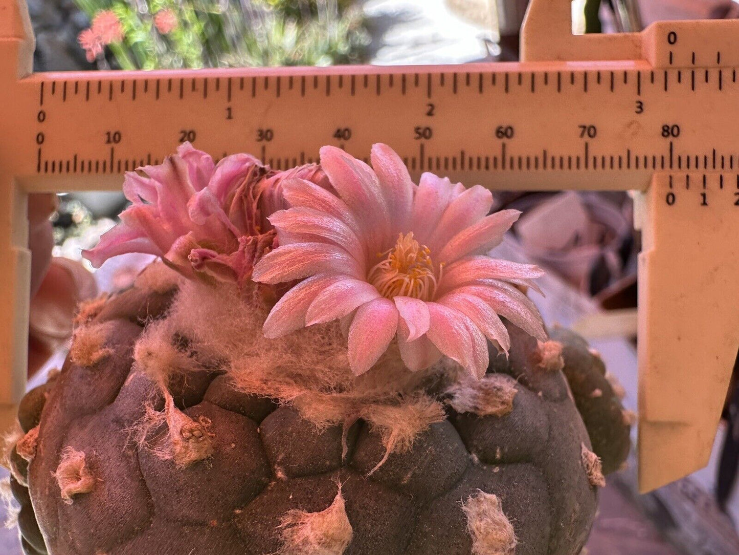 Grafted 8.0 CM, Rare with Multiple Heads