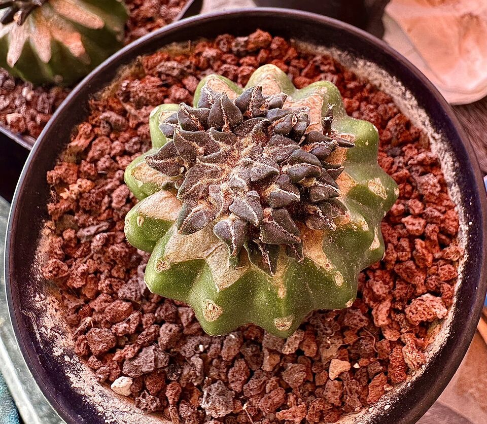 Graftted Ariocarpus Kotschoubeyanus, Single Head, 4 CM