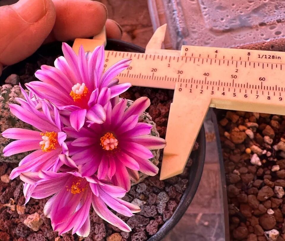 Turbinicarpus Pseudopectinatus (1pcs), 3.2 CM, 5 Year-Old