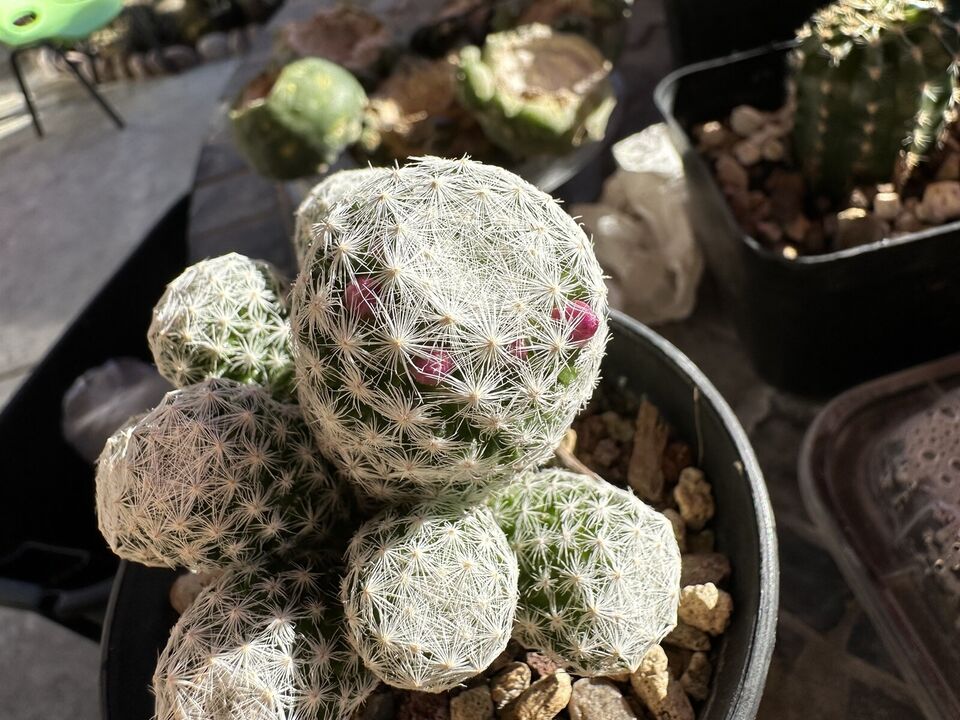 Mammillaria Humboldtii 2.5 Inch, in 4 inch pot, Grafted onto a Permanent Short Stock