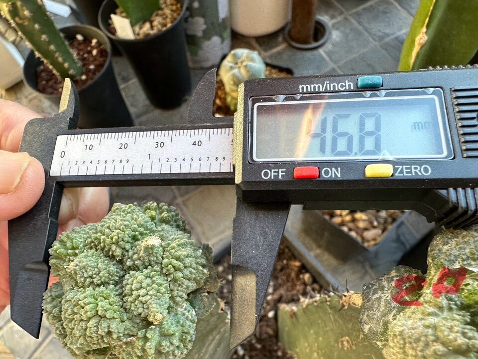 Grafted Ariocarpus Godzilla, 4.7 CM