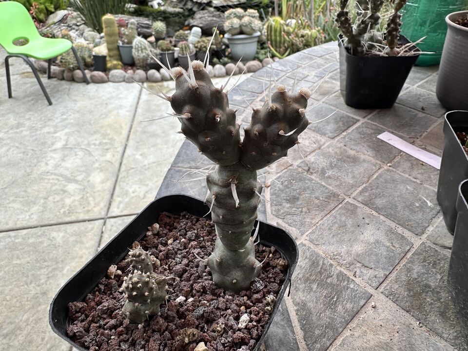 Paper Spine Cactus LIVE PLANT — Tephrocactus Articulatus, In 4” Pot