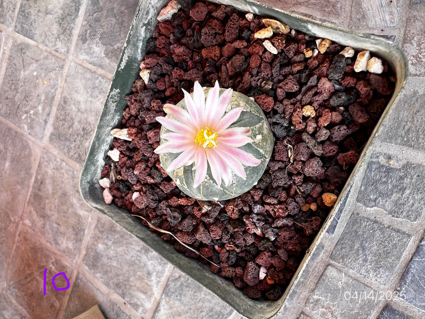 4 CM Lophophora Fr