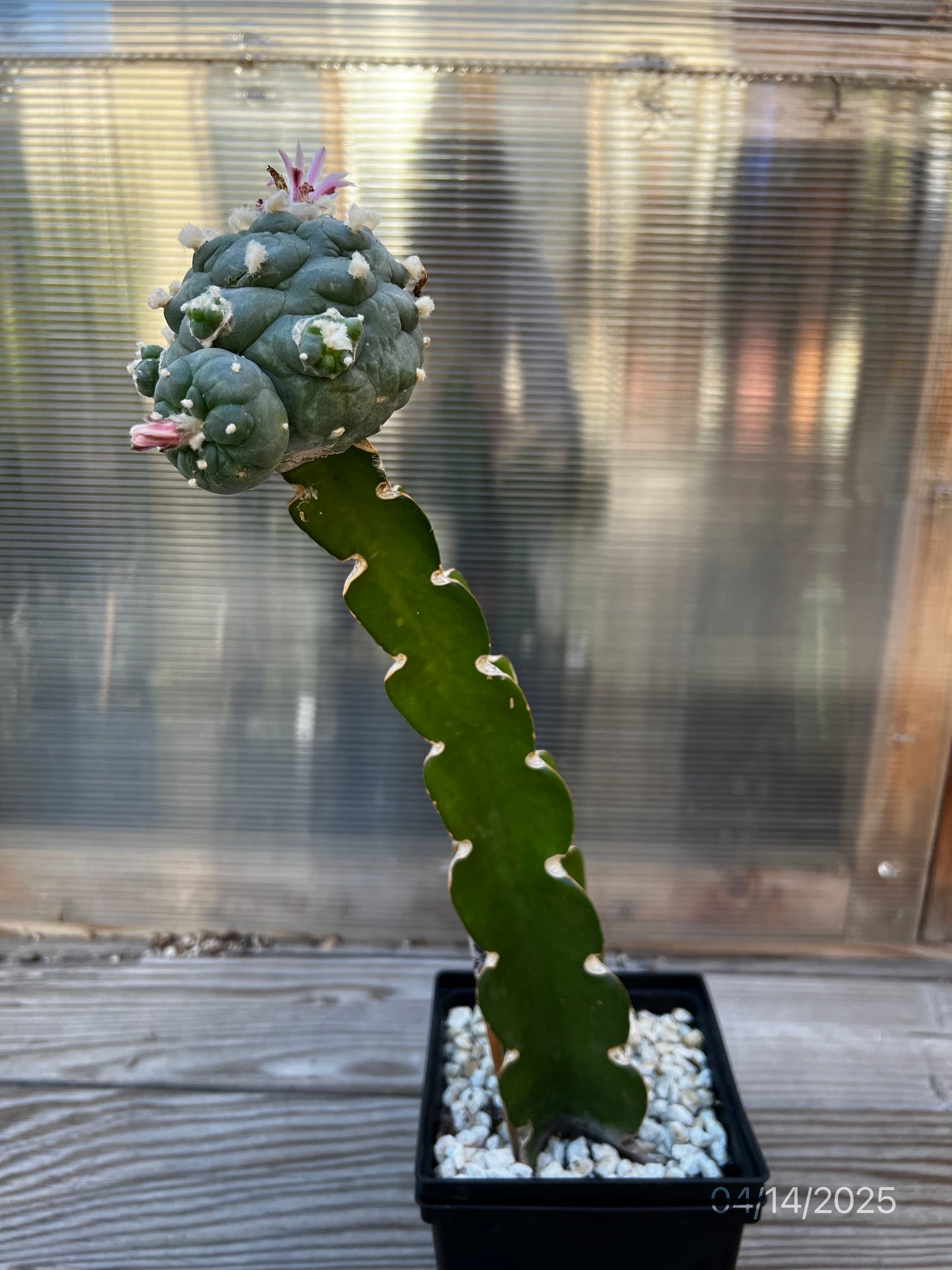 11 CM Grafted Lophophora Fr, Large Tubercle Style, w/Multiple Heads