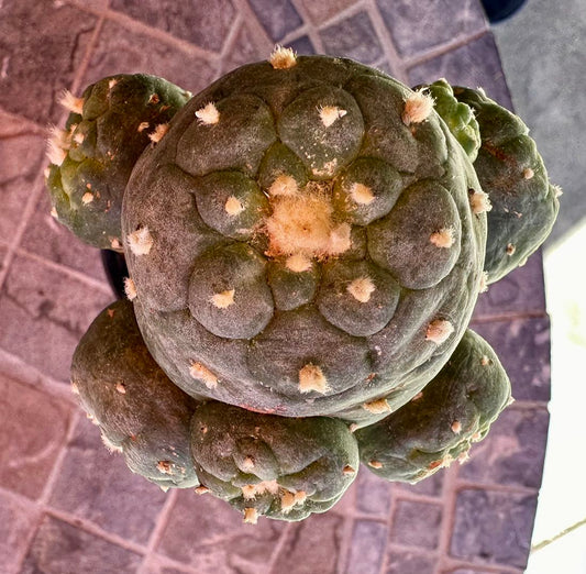 Grafted Huge 9.0 CM Wide, Rare Succulent Cactus with Multiple Heads