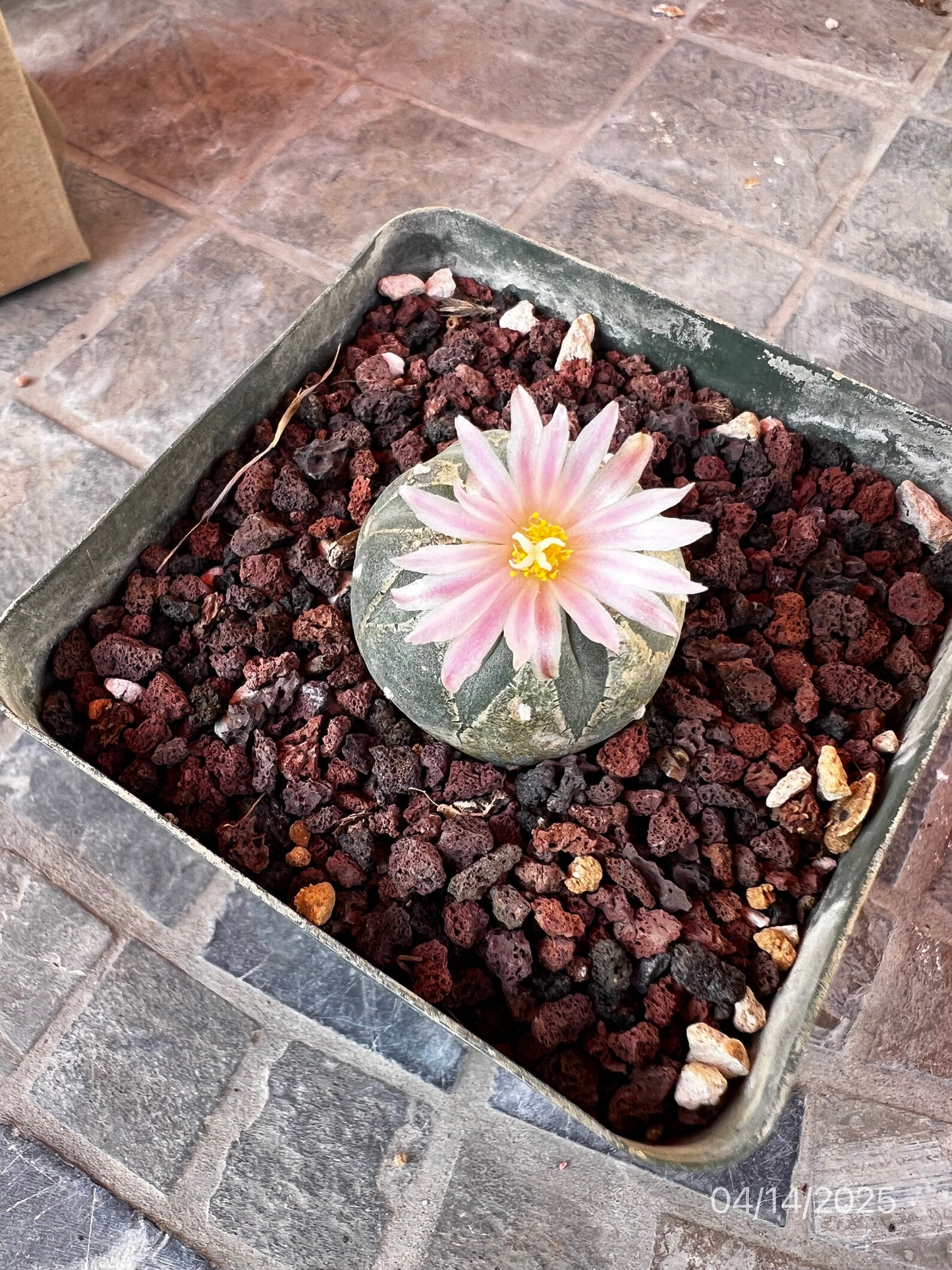 4 CM Lophophora Fr
