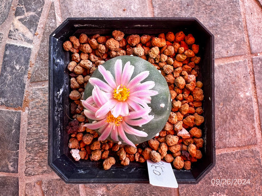 4.5 CM Seed Grown Lophophora Fricii