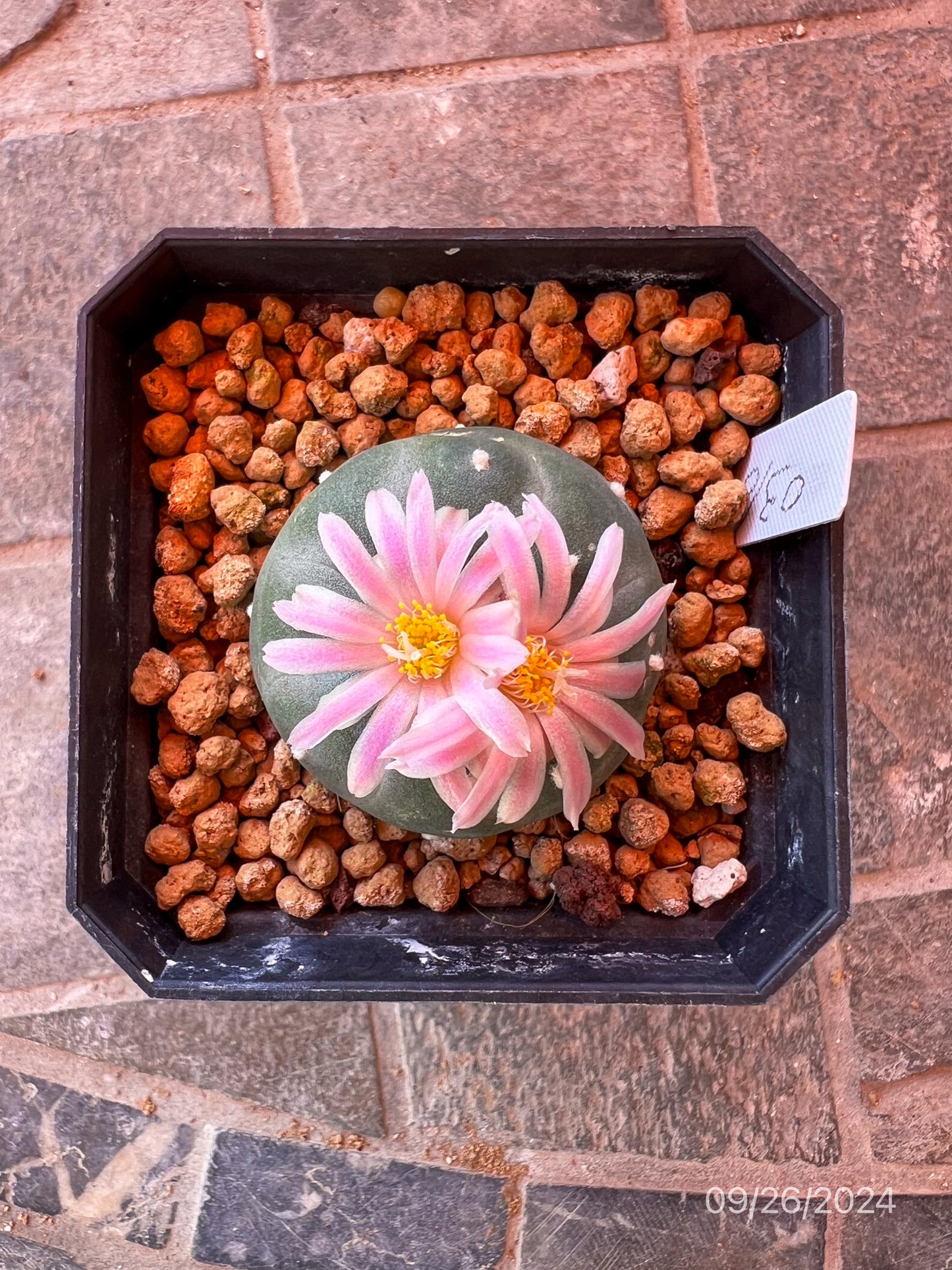 4.5 CM Seed Grown Lophophora Fricii