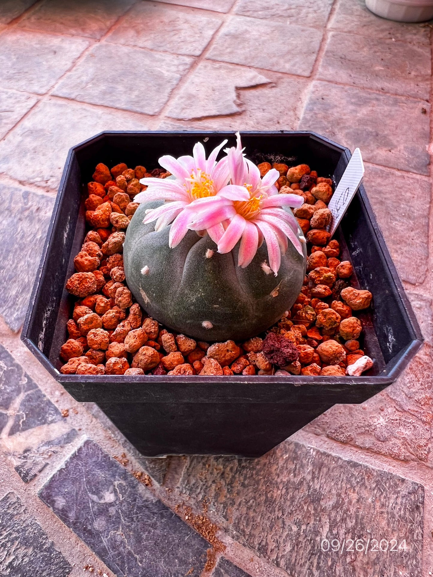 4.5 CM Seed Grown Lophophora Fricii