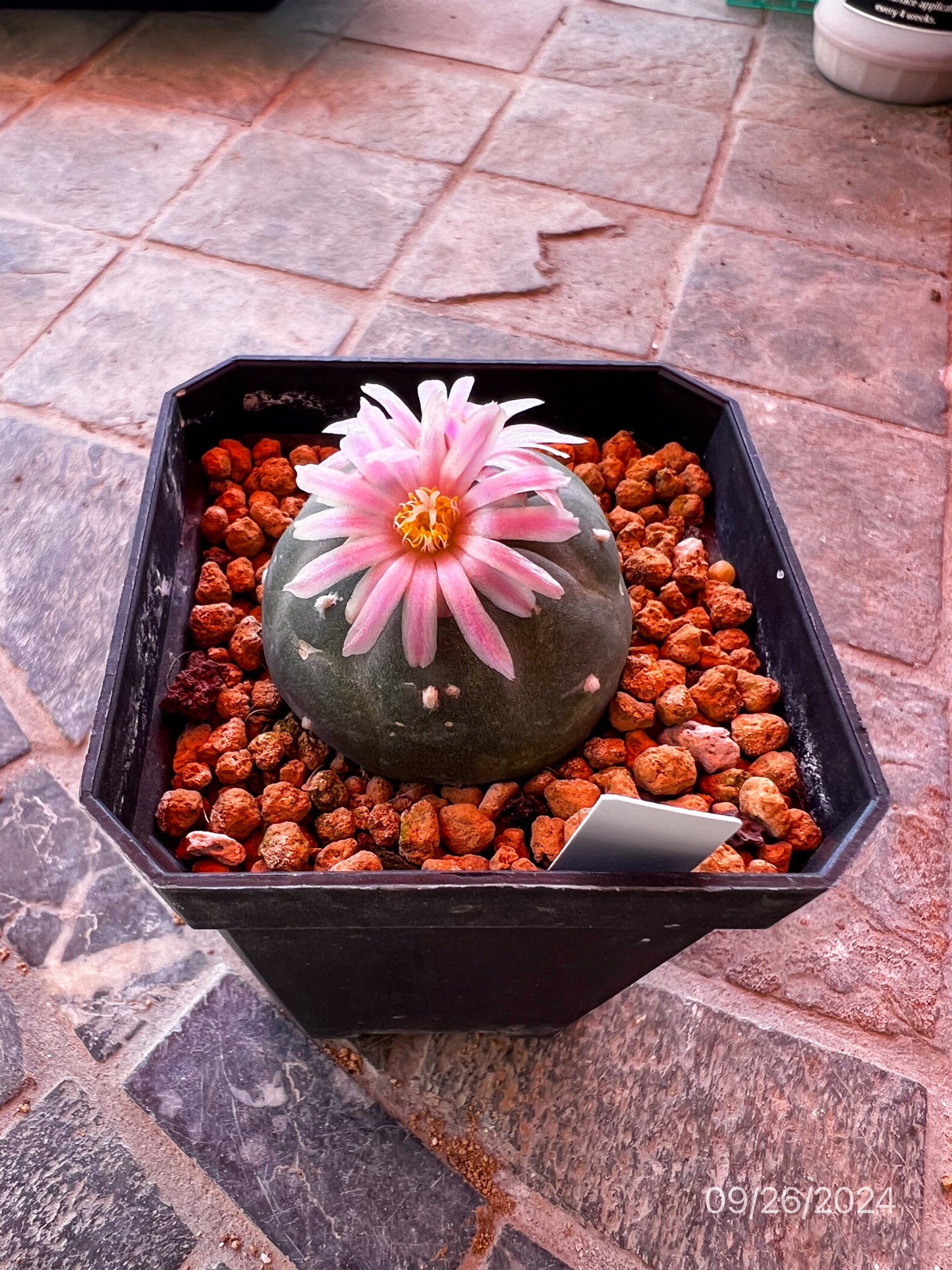 4.5 CM Seed Grown Lophophora Fricii