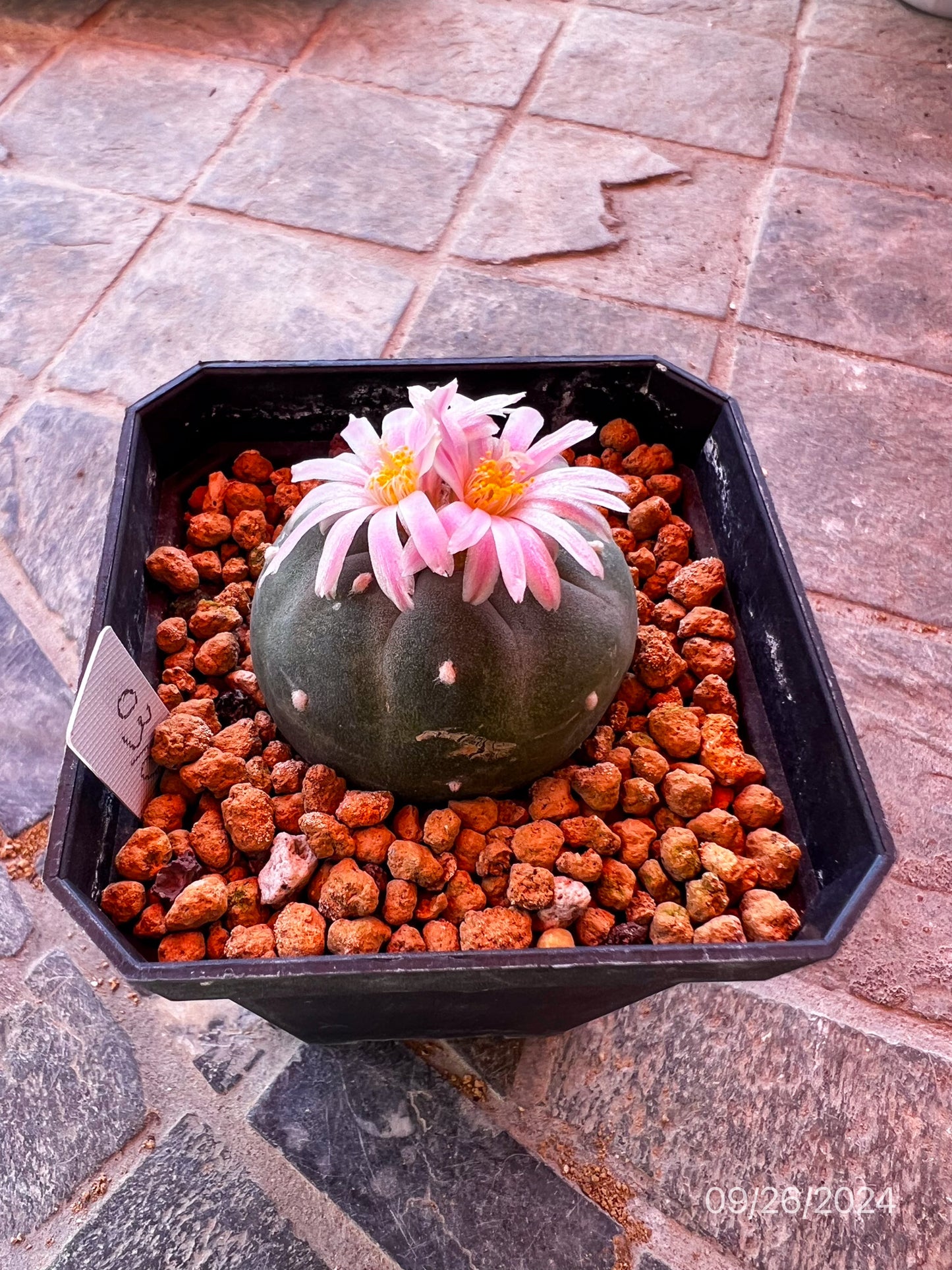 4.5 CM Seed Grown Lophophora Fricii