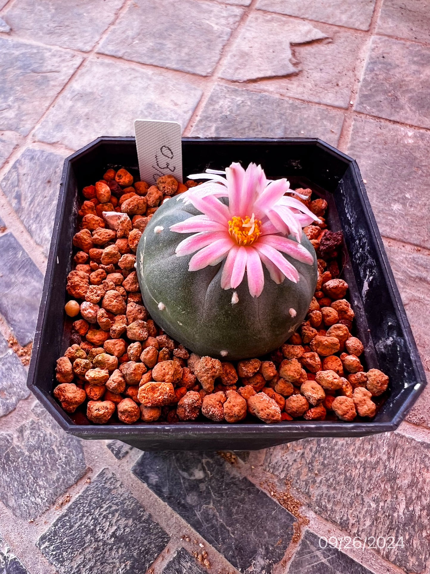 4.5 CM Seed Grown Lophophora Fricii