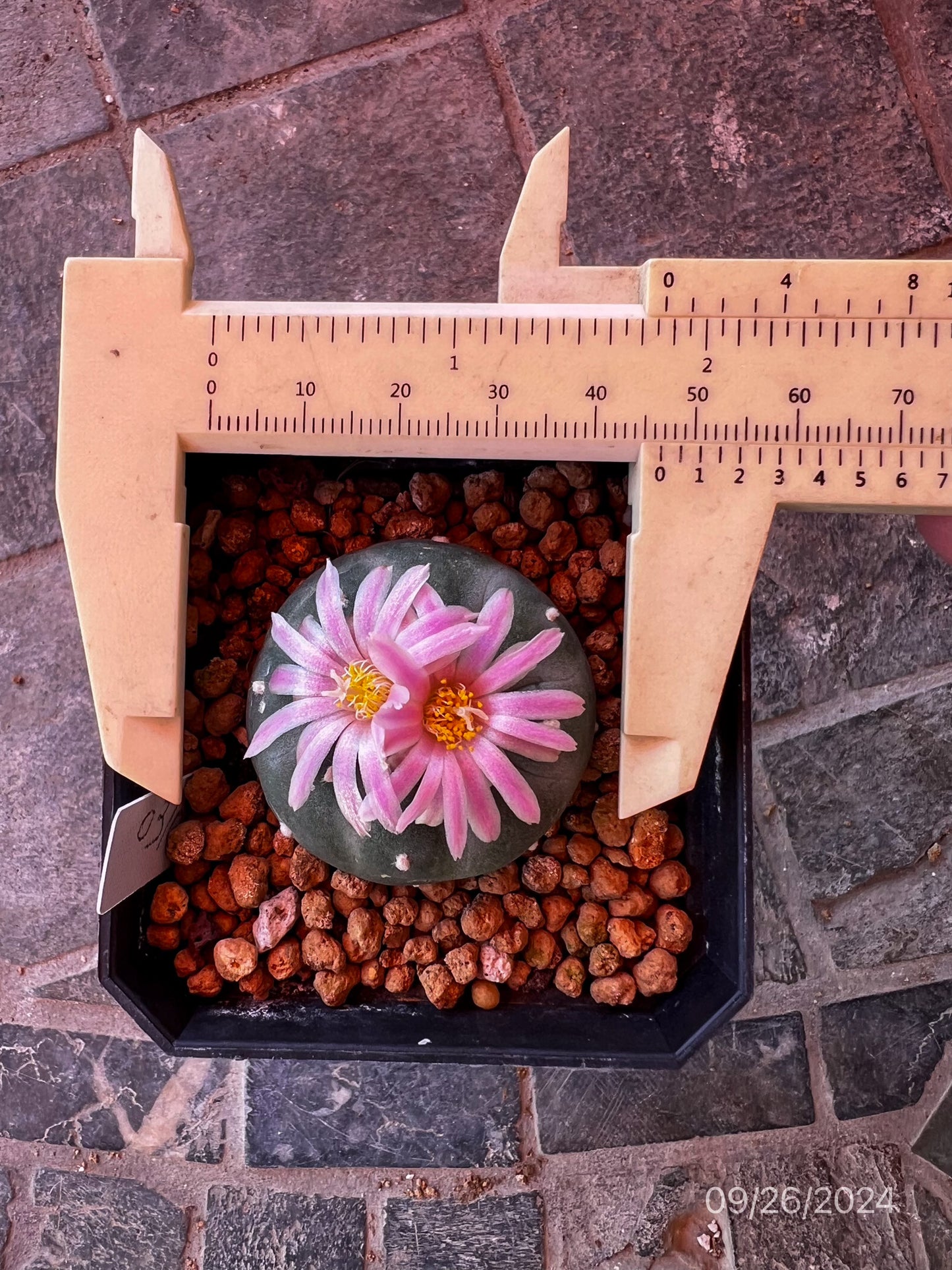 4.5 CM Seed Grown Lophophora Fricii