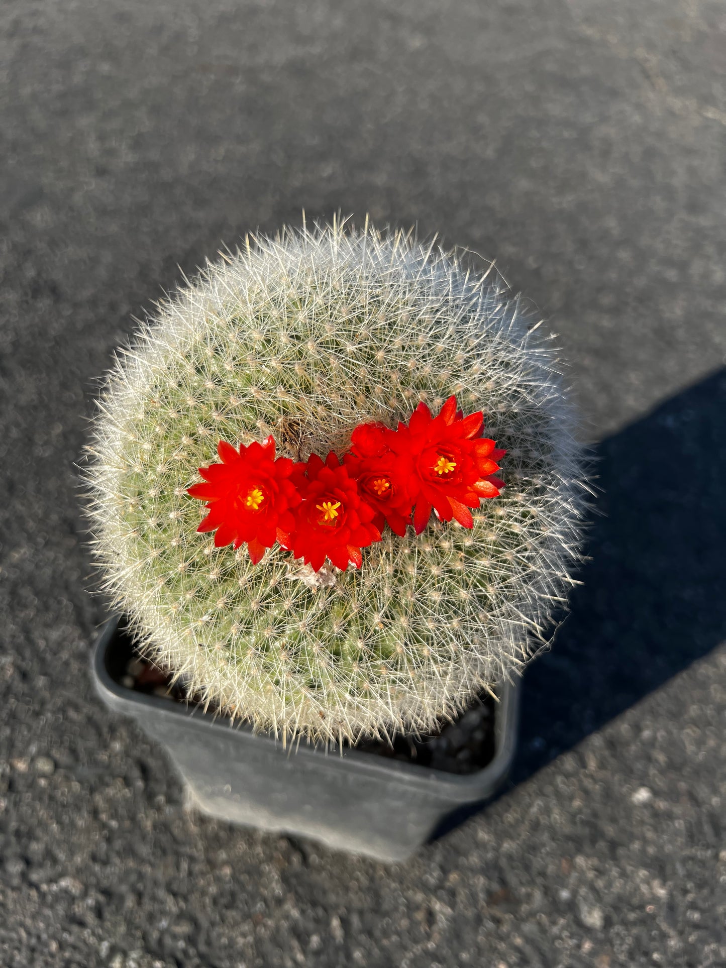 Red Crown Cactus