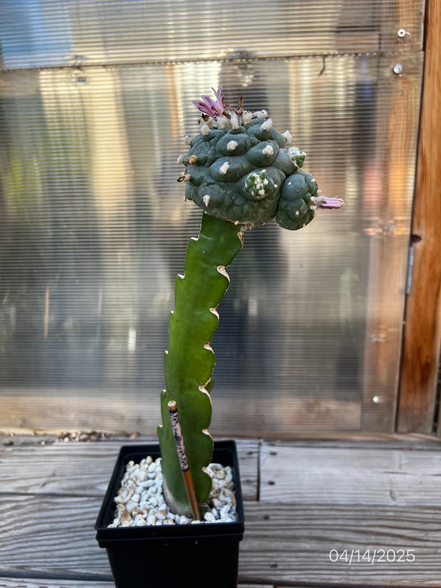 11 CM Grafted Lophophora Fr, Large Tubercle Style, w/Multiple Heads