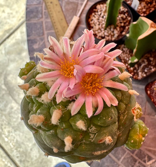 Grafted Huizache 8.5 CM Wide, Rare Succulent Cactus, Head, Pink Blooms