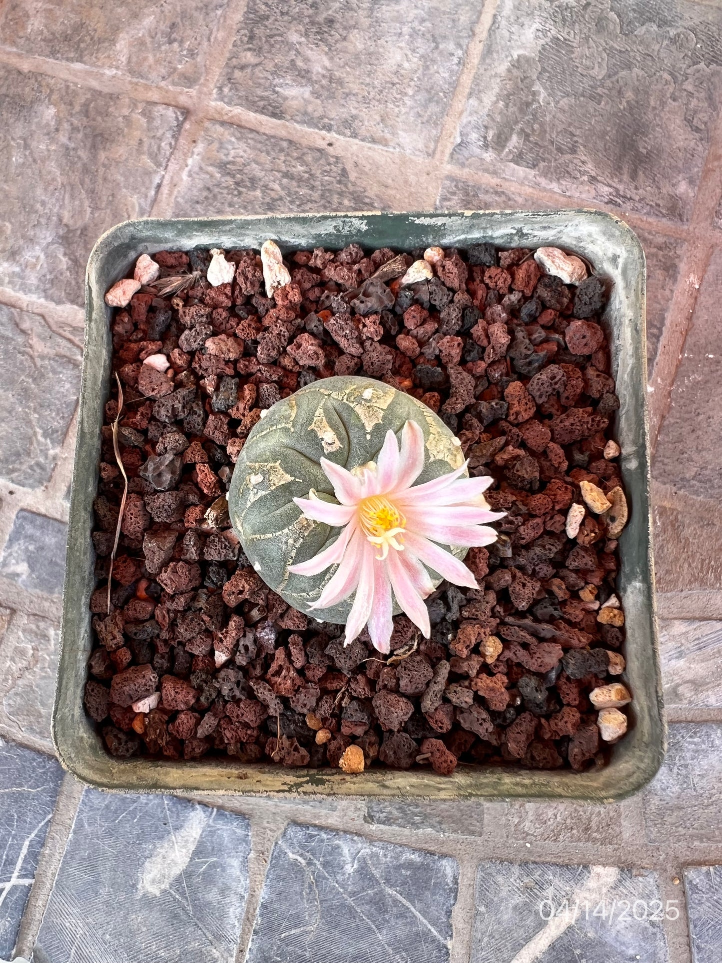 4 CM Lophophora Fr
