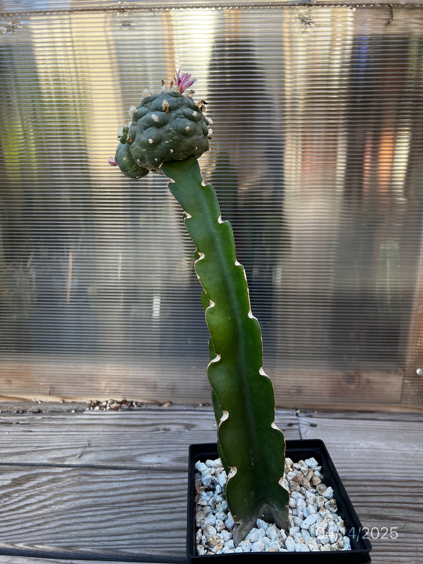 11 CM Grafted Lophophora Fr, Large Tubercle Style, w/Multiple Heads