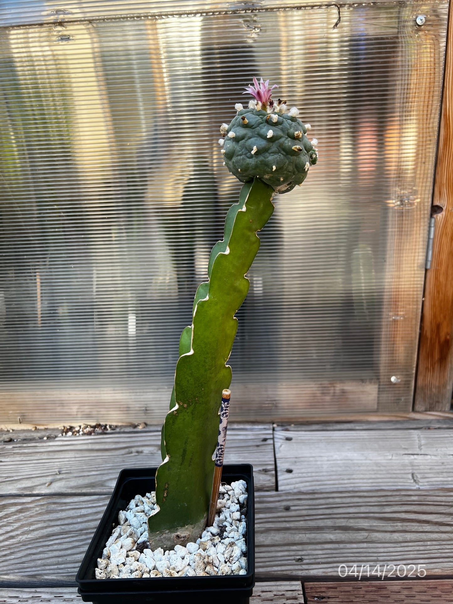 11 CM Grafted Lophophora Fr, Large Tubercle Style, w/Multiple Heads