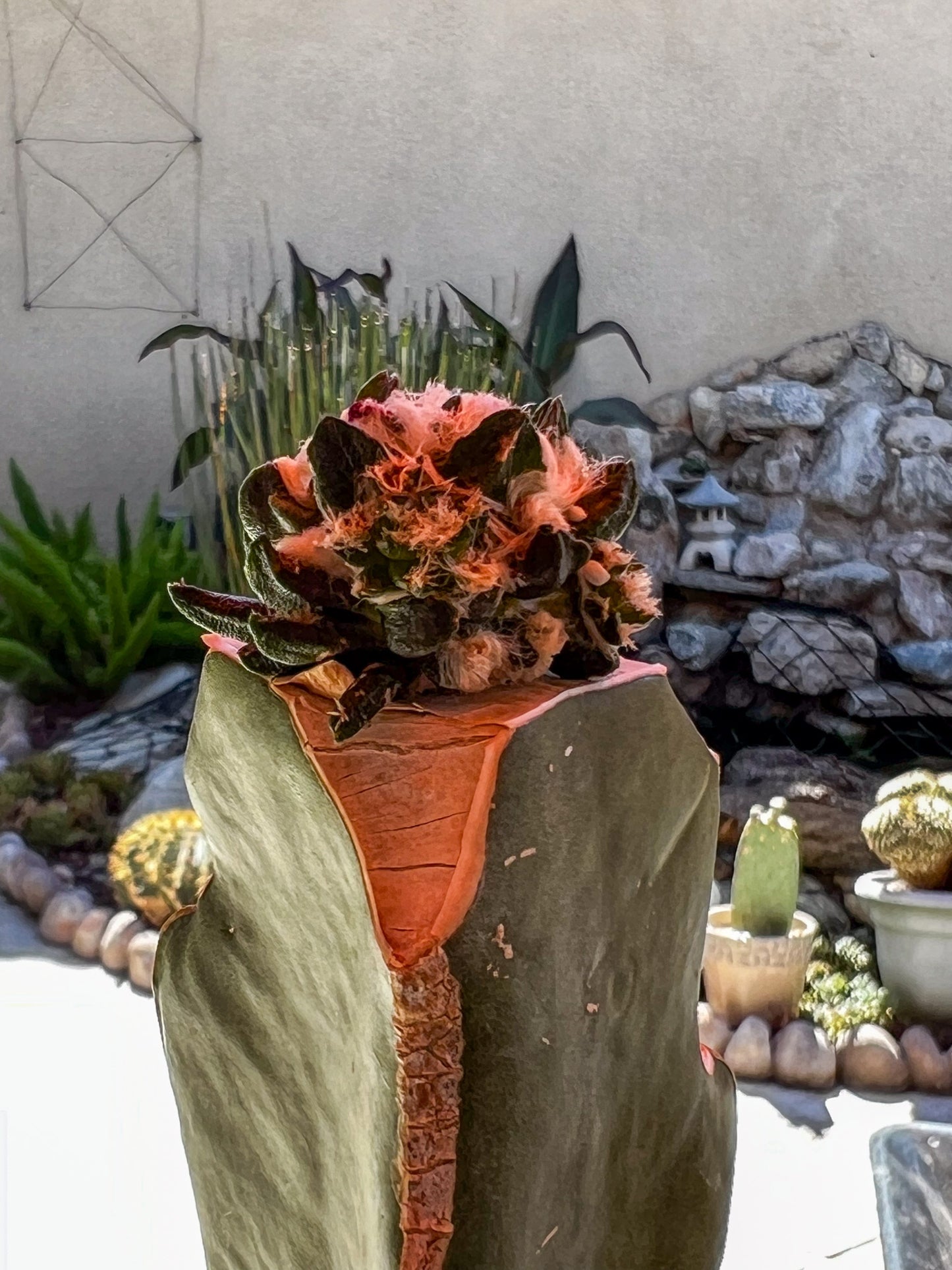 4.0 CM Grafted Ariocarpus Scapharostrus, Short Tubercle Form